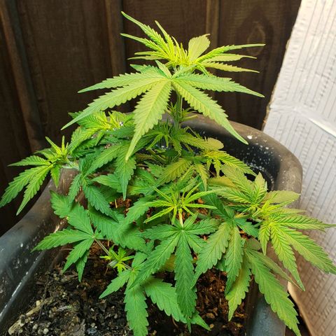 Auto Zkittlez growlog timeline photo