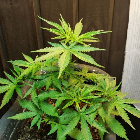 Auto Zkittlez growlog timeline photo