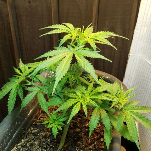 Auto Zkittlez growlog timeline photo