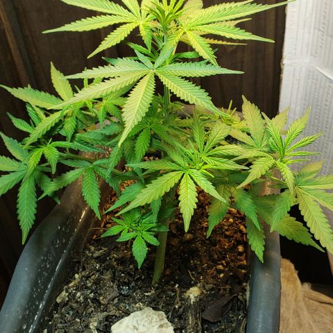 Auto Zkittlez growlog timeline photo