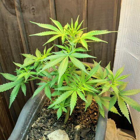 Auto Zkittlez growlog timeline photo