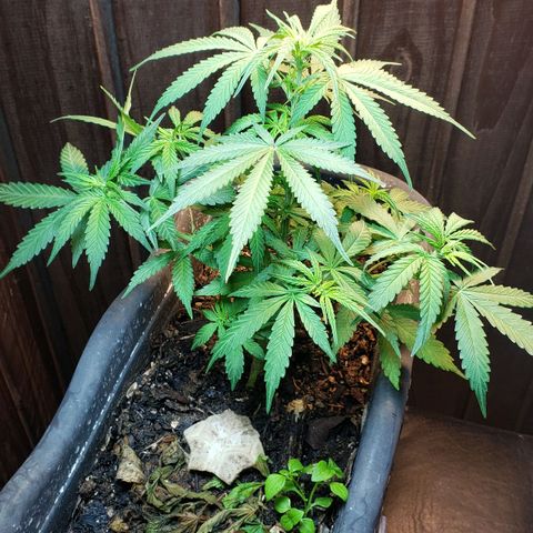 Auto Zkittlez growlog timeline photo