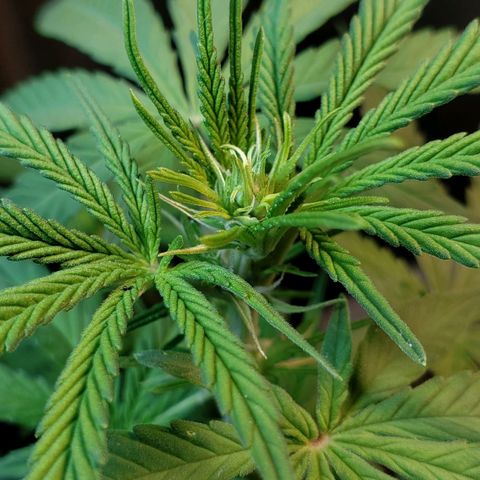 Auto Zkittlez growlog timeline photo