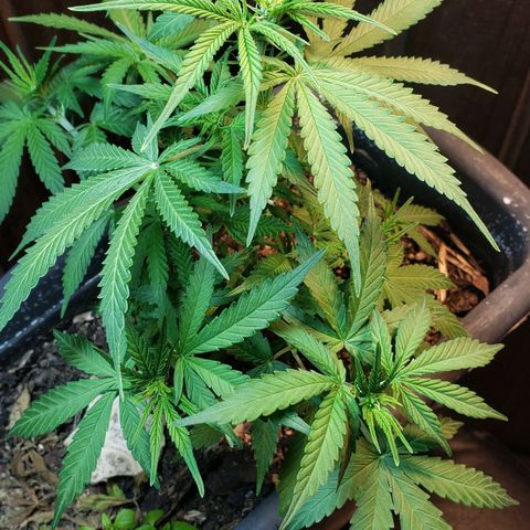 Auto Zkittlez growlog timeline photo