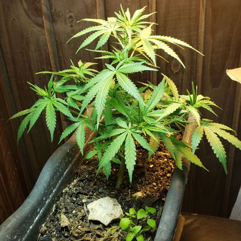 Auto Zkittlez growlog timeline photo