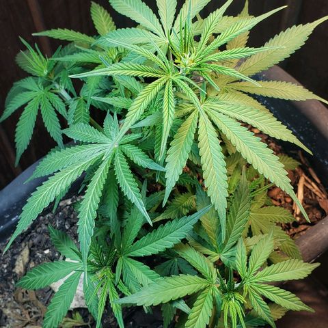 Auto Zkittlez growlog timeline photo