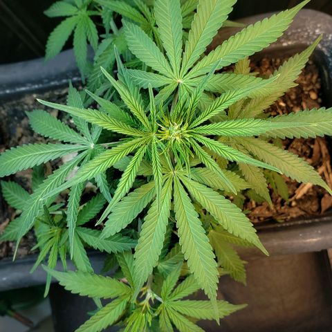 Auto Zkittlez growlog timeline photo