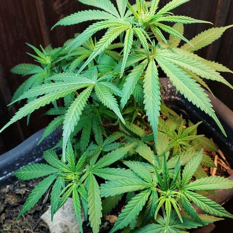 Auto Zkittlez growlog timeline photo