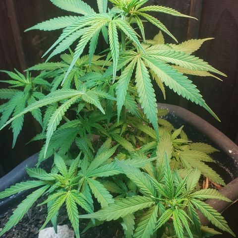 Auto Zkittlez growlog timeline photo