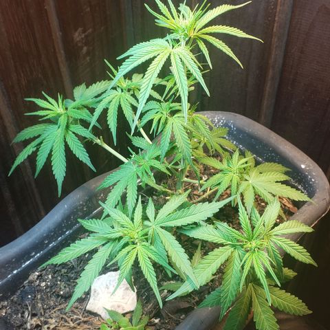 Auto Zkittlez growlog timeline photo