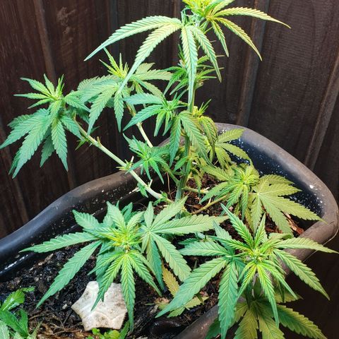 Auto Zkittlez growlog timeline photo