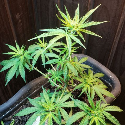 Auto Zkittlez growlog timeline photo