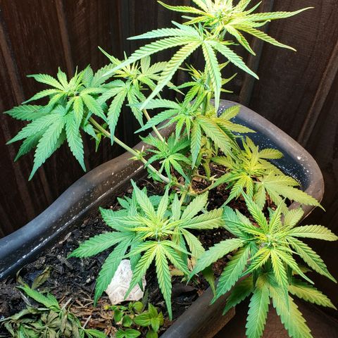 Auto Zkittlez growlog timeline photo
