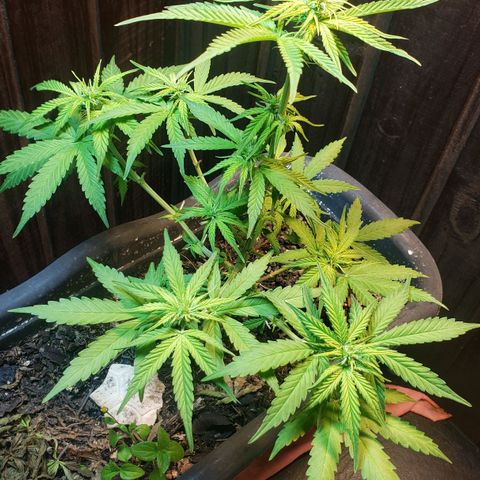 Auto Zkittlez growlog timeline photo