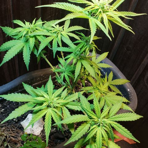 Auto Zkittlez growlog timeline photo