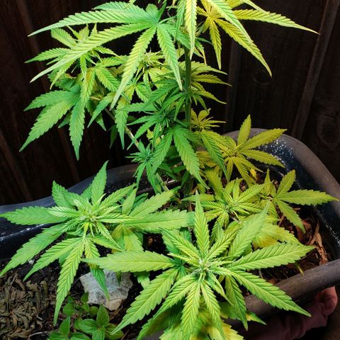 Auto Zkittlez growlog timeline photo