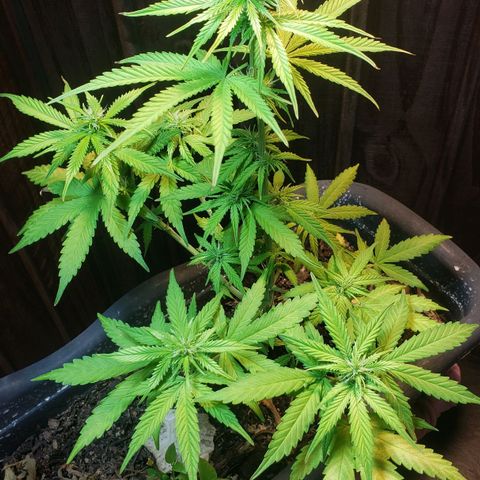 Auto Zkittlez growlog timeline photo