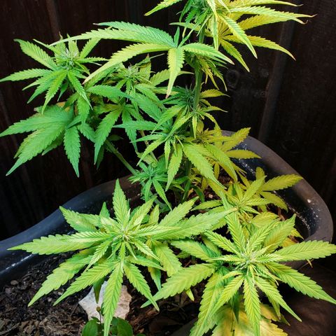Auto Zkittlez growlog timeline photo