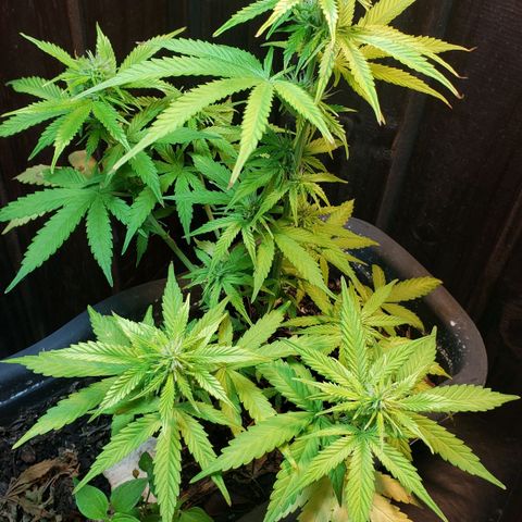 Auto Zkittlez growlog timeline photo