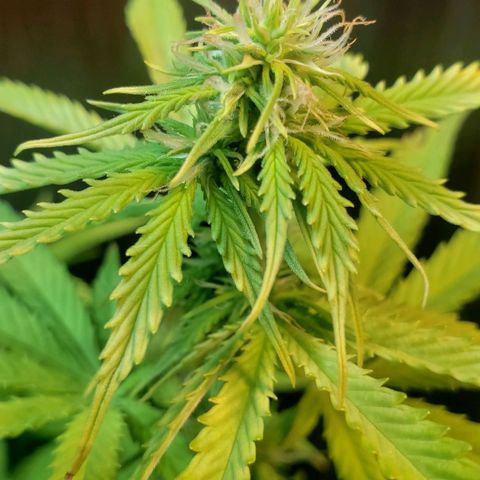 Auto Zkittlez growlog timeline photo