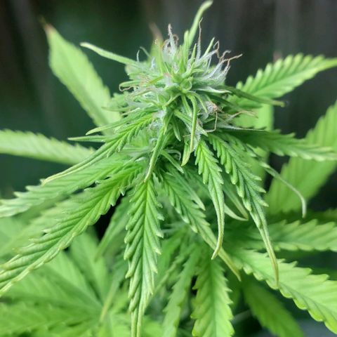 Auto Zkittlez growlog timeline photo
