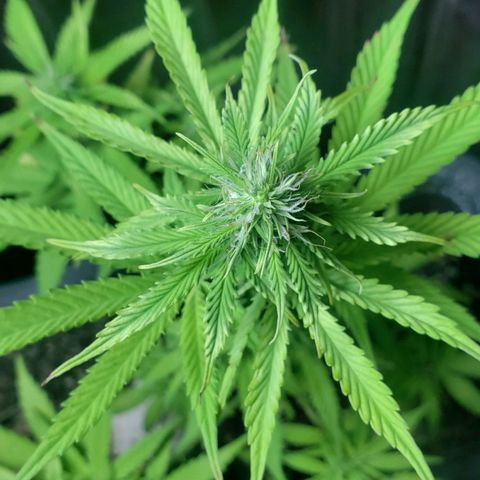 Auto Zkittlez growlog timeline photo