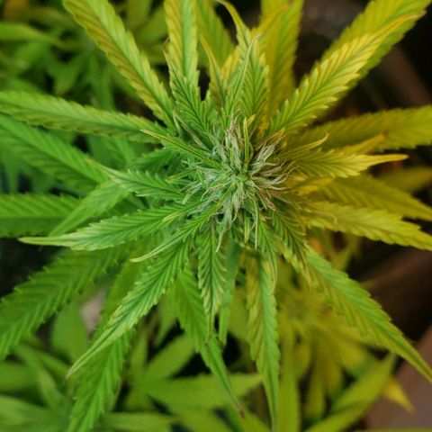Auto Zkittlez growlog timeline photo