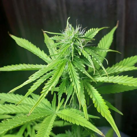 Auto Zkittlez growlog timeline photo