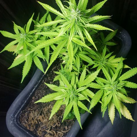 Auto Zkittlez growlog timeline photo