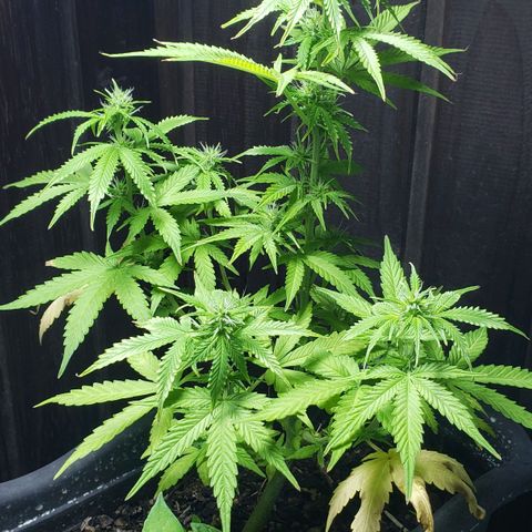 Auto Zkittlez growlog timeline photo