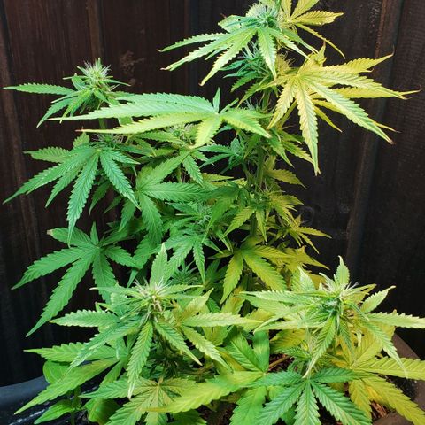 Auto Zkittlez growlog timeline photo