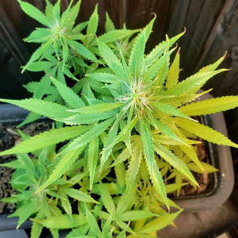 Auto Zkittlez growlog timeline photo
