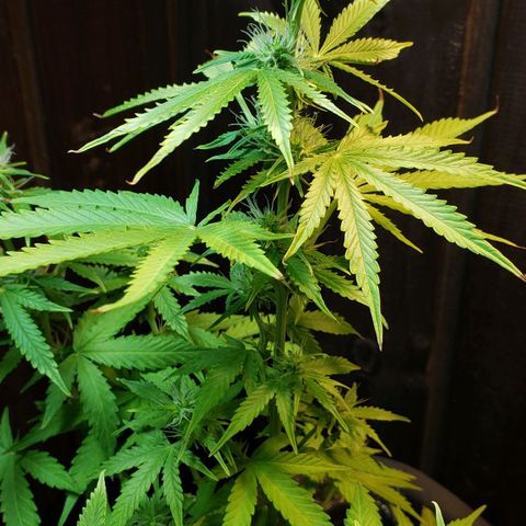 Auto Zkittlez growlog timeline photo