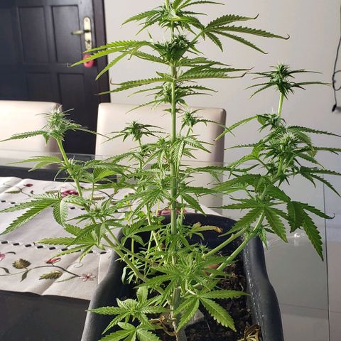 Auto Zkittlez growlog timeline photo