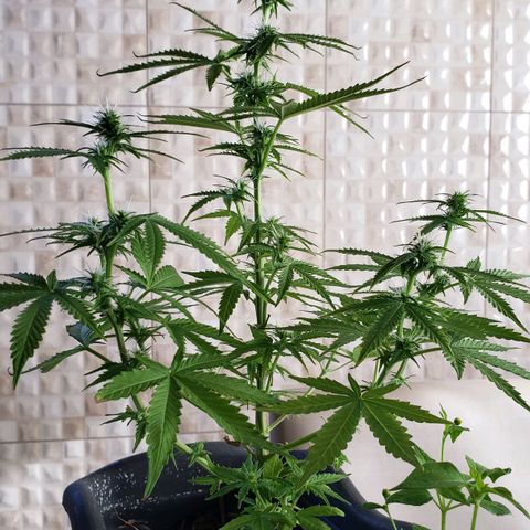 Auto Zkittlez growlog timeline photo