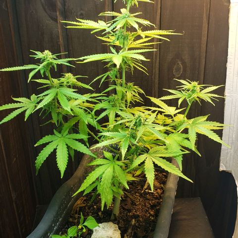 Auto Zkittlez growlog timeline photo