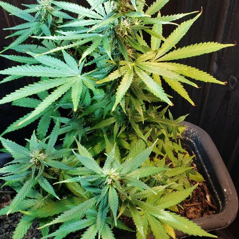 Auto Zkittlez growlog timeline photo
