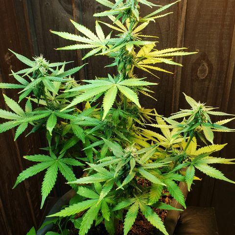 Auto Zkittlez growlog timeline photo