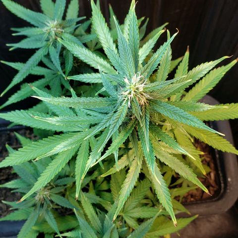 Auto Zkittlez growlog timeline photo