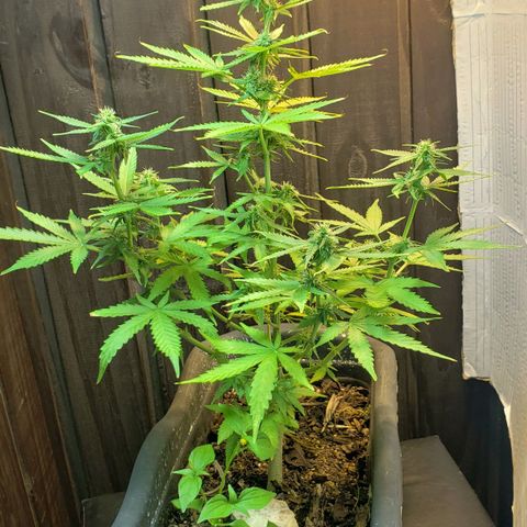 Auto Zkittlez growlog timeline photo