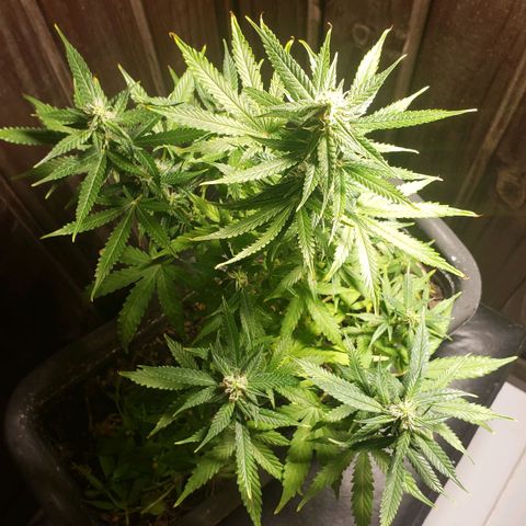 Auto Zkittlez growlog timeline photo