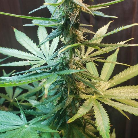 Auto Zkittlez growlog timeline photo