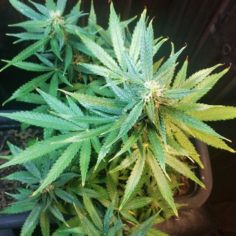 Auto Zkittlez growlog timeline photo