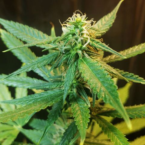Auto Zkittlez growlog timeline photo