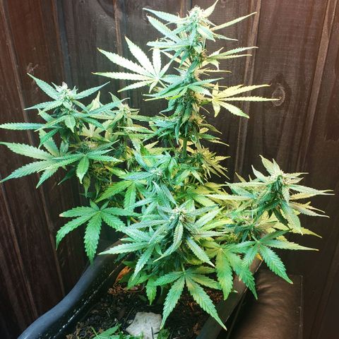 Auto Zkittlez growlog timeline photo