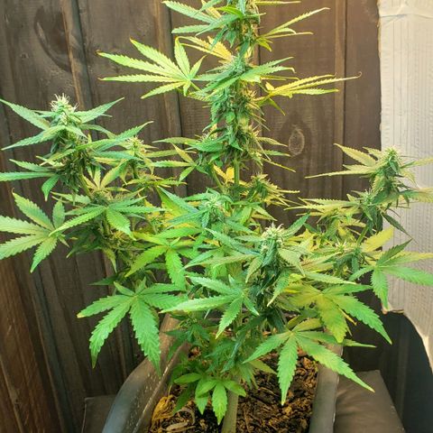 Auto Zkittlez growlog timeline photo