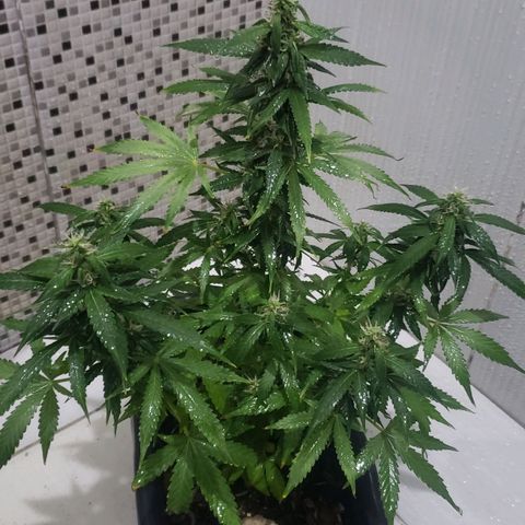 Auto Zkittlez growlog timeline photo