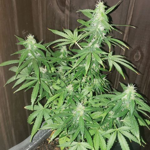 Auto Zkittlez growlog timeline photo