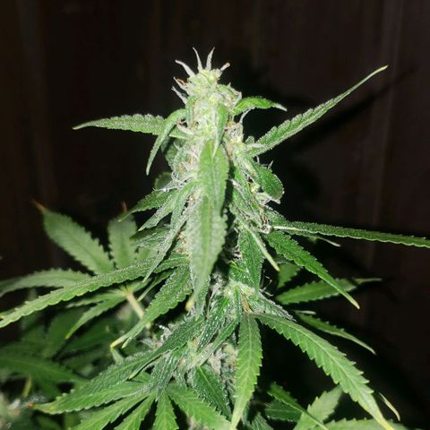 Auto Zkittlez growlog timeline photo