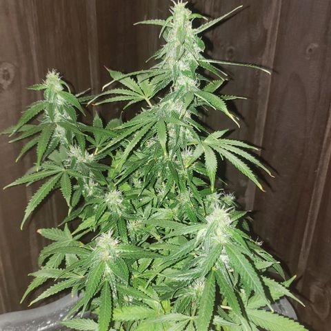 Auto Zkittlez growlog timeline photo